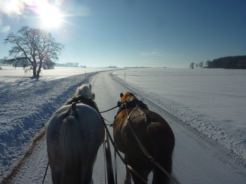 Winter, Horse-riding, Animals