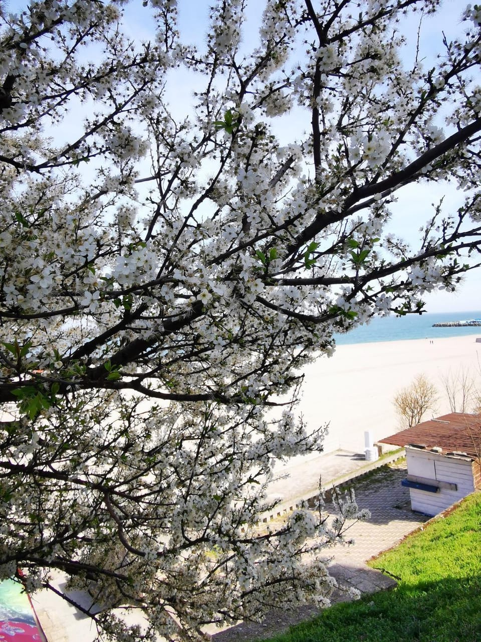 Studio "Visul Carolinei" Apartment in Eforie Nord