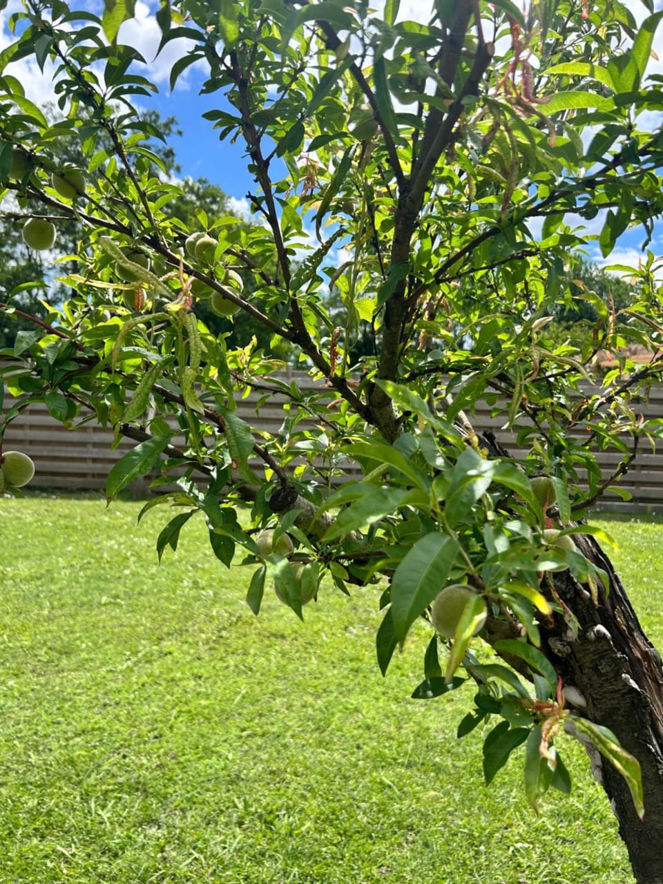 Maisonnette du lac - 40m2 climatisé et son Jardin privé Proche Bordeaux Apartment in Nouvelle-Aquitaine