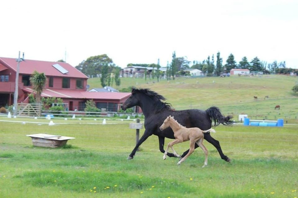 2 bedroom Apartment@Boutique Barn House Farm Stay Apartment in Otago