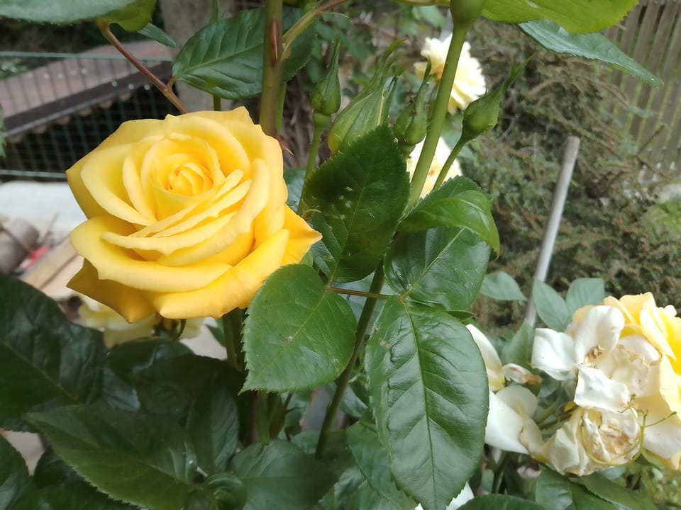 Garden view