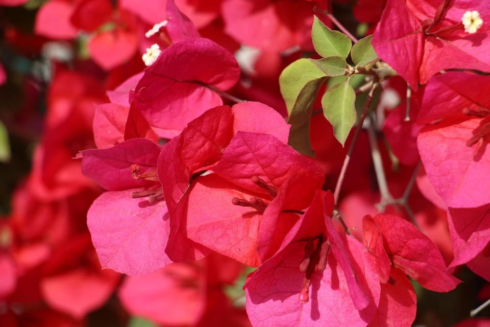 Decorative detail