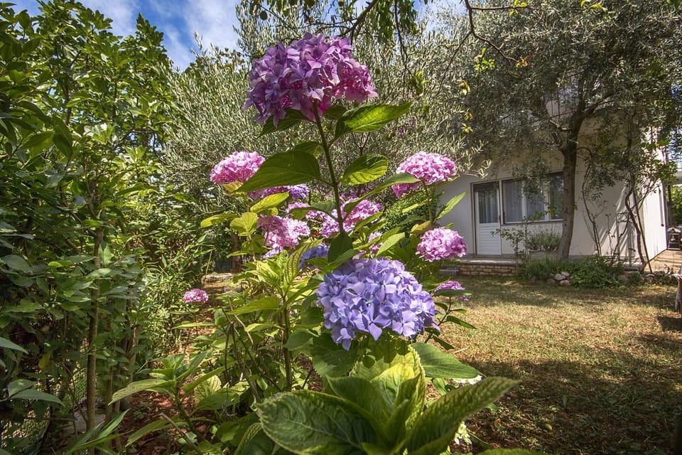 Apartment Renata Apartment in Istria County