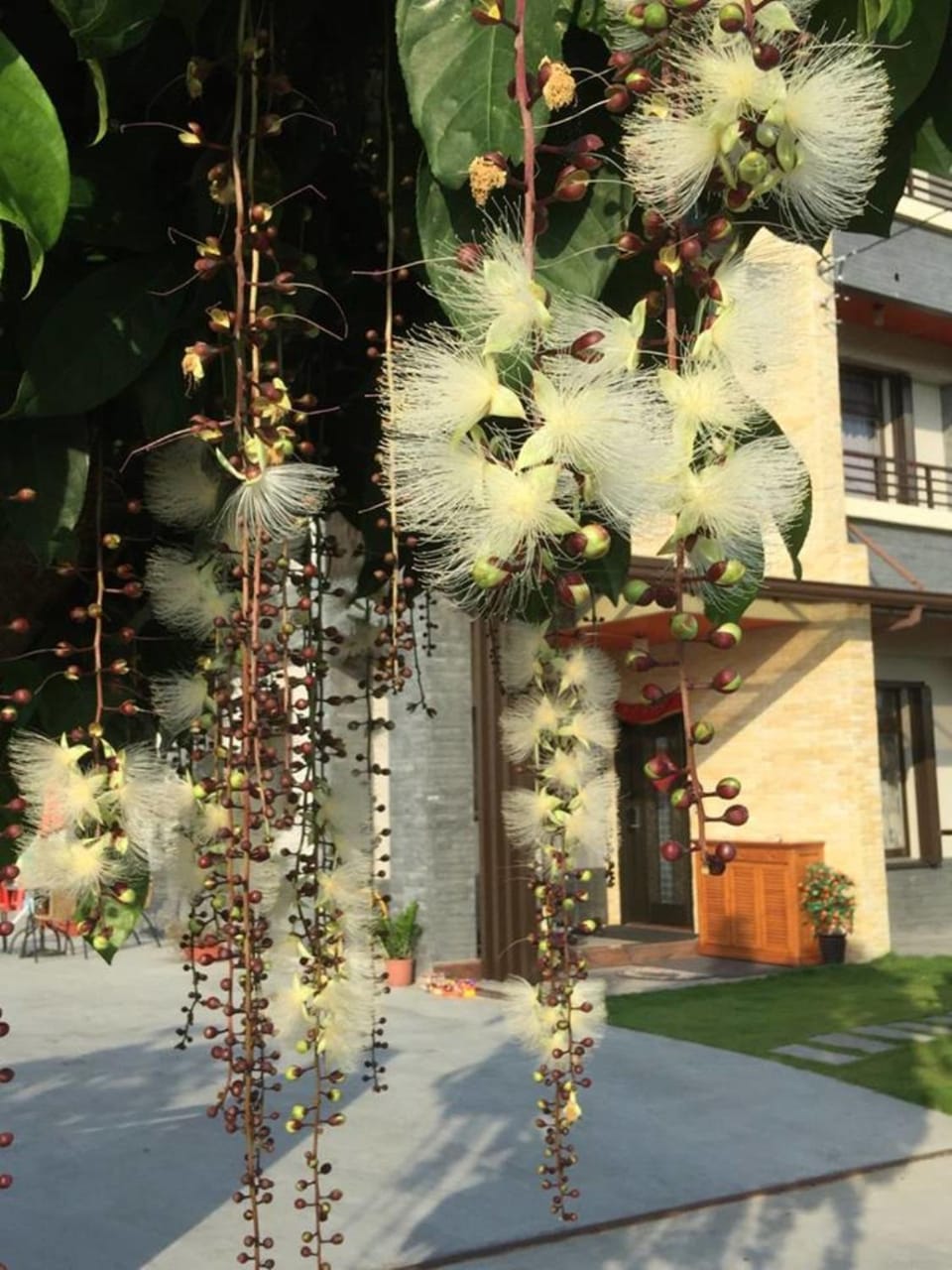 Property building, Garden view