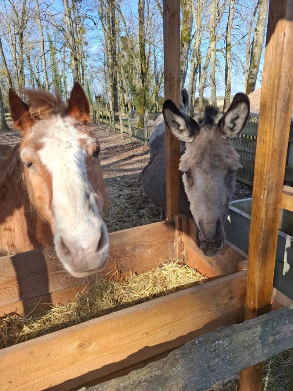 Animals