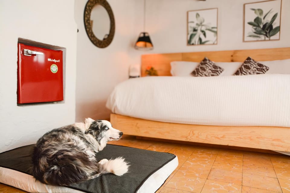 Bed, Decorative detail, Animals, Bedroom, Pets, minibar, pet friendly, pet friendly