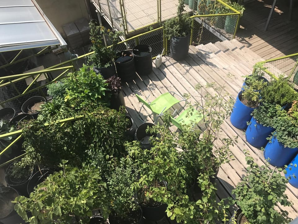 Garden