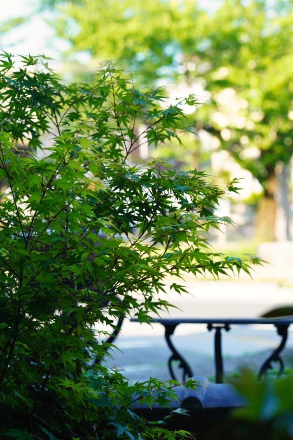 Spring, Natural landscape, Garden, Garden view