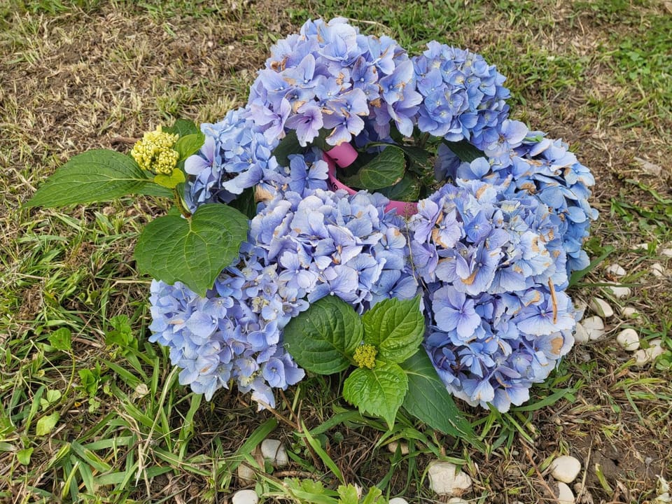 Garden, Garden