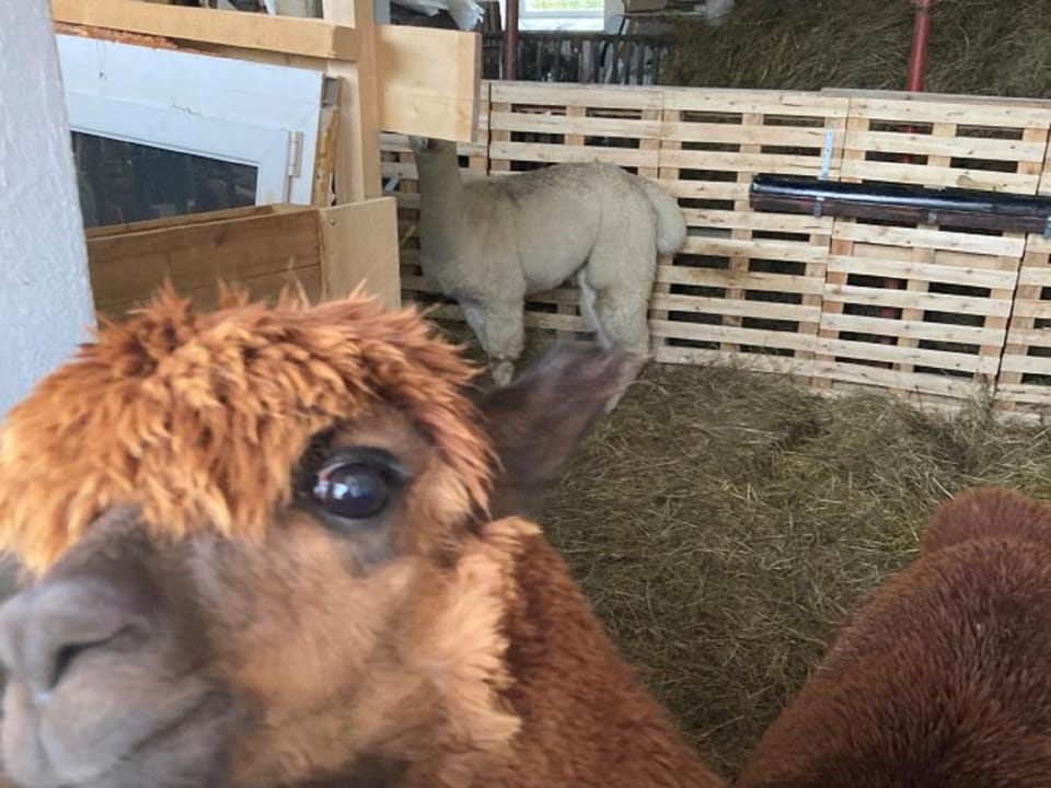 Animals