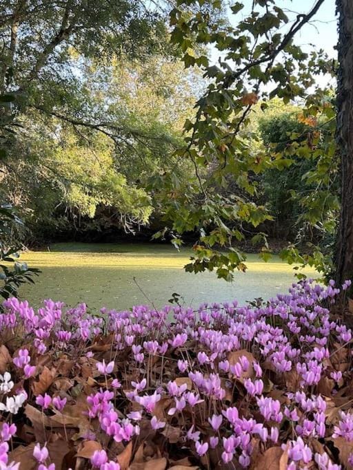 Natural landscape, Garden