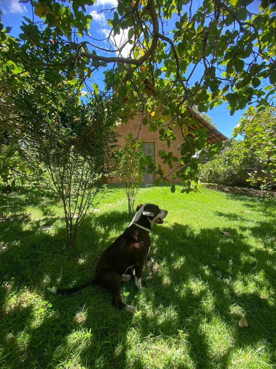 Garden view