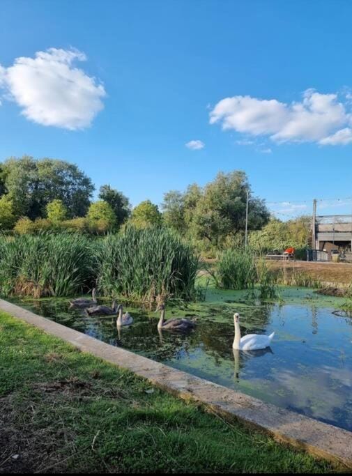 Evo 1 Bedroom Apartment 3 mins walk Mile End Station,Queen Mary University, Hospital Apartment in London Borough of Hackney