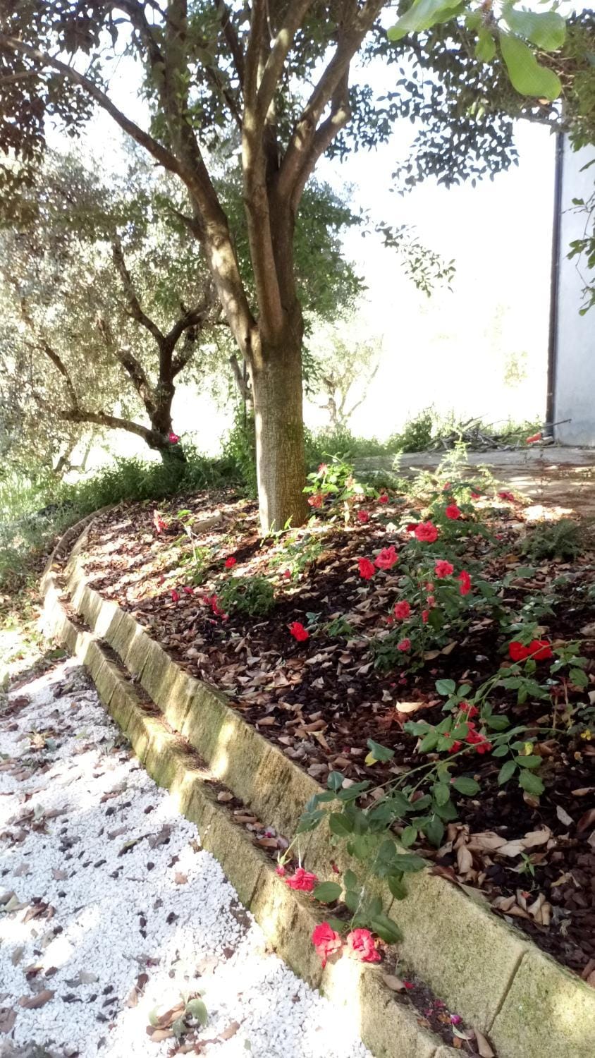 Natural landscape, Garden