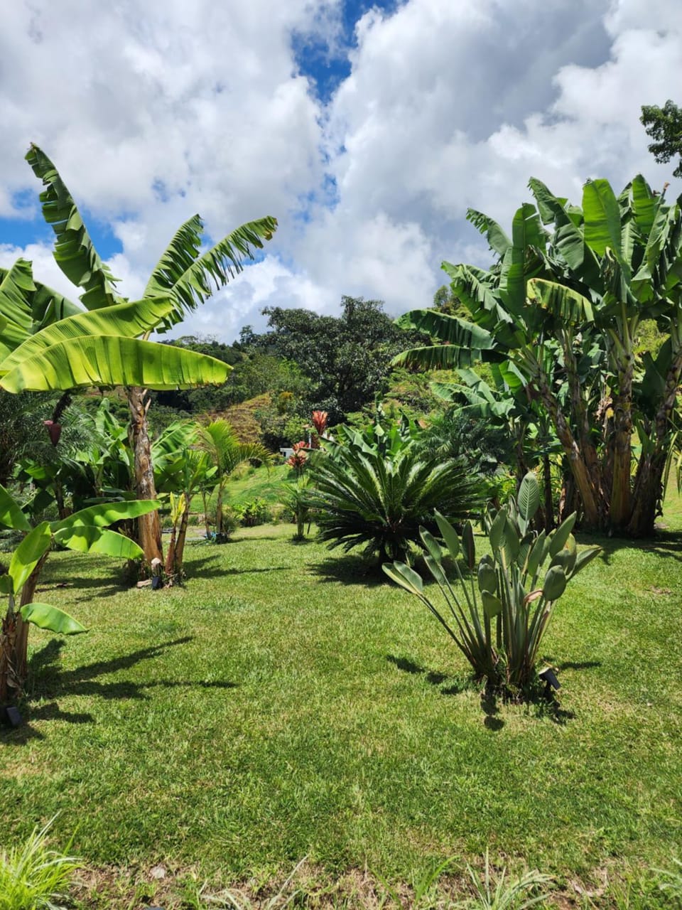 View (from property/room), Garden view