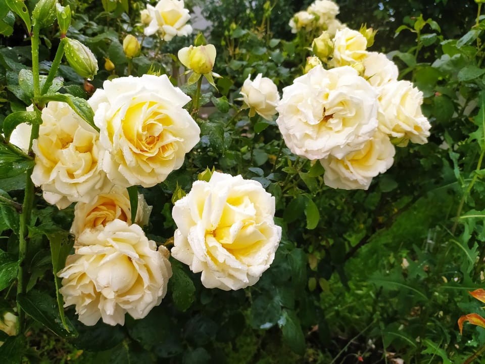 Spring