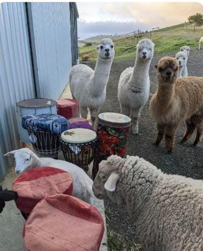 The Buddha Shed Farm Stay in South Australia