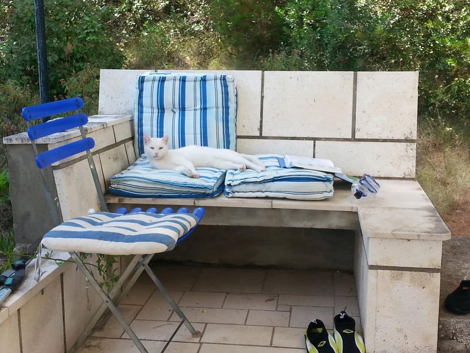 Patio, Garden, Seating area, Pets