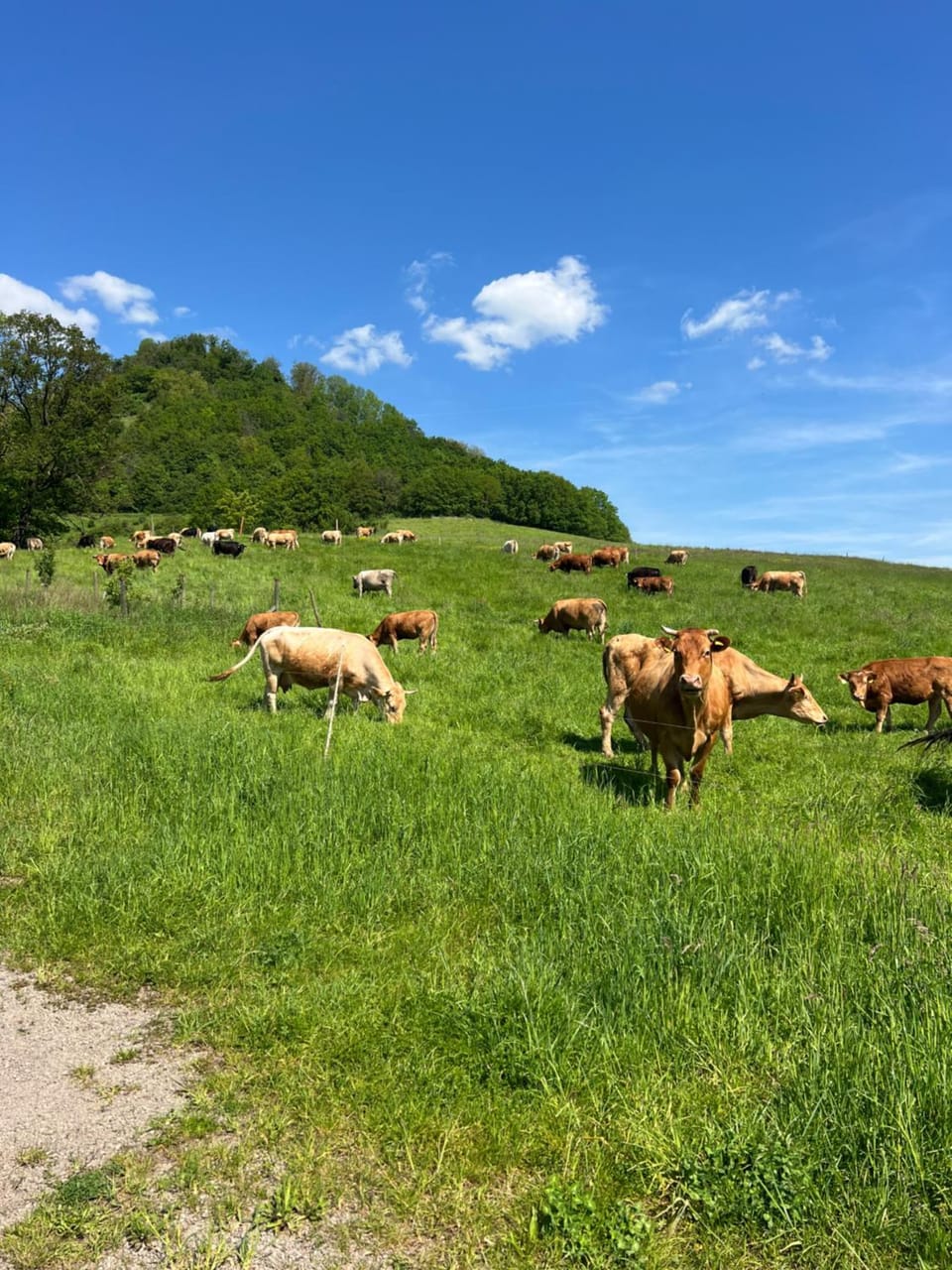 Animals