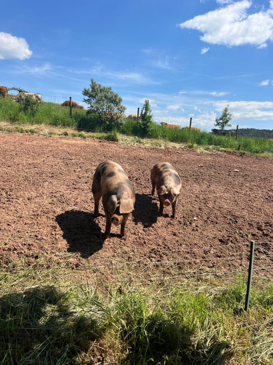 Animals