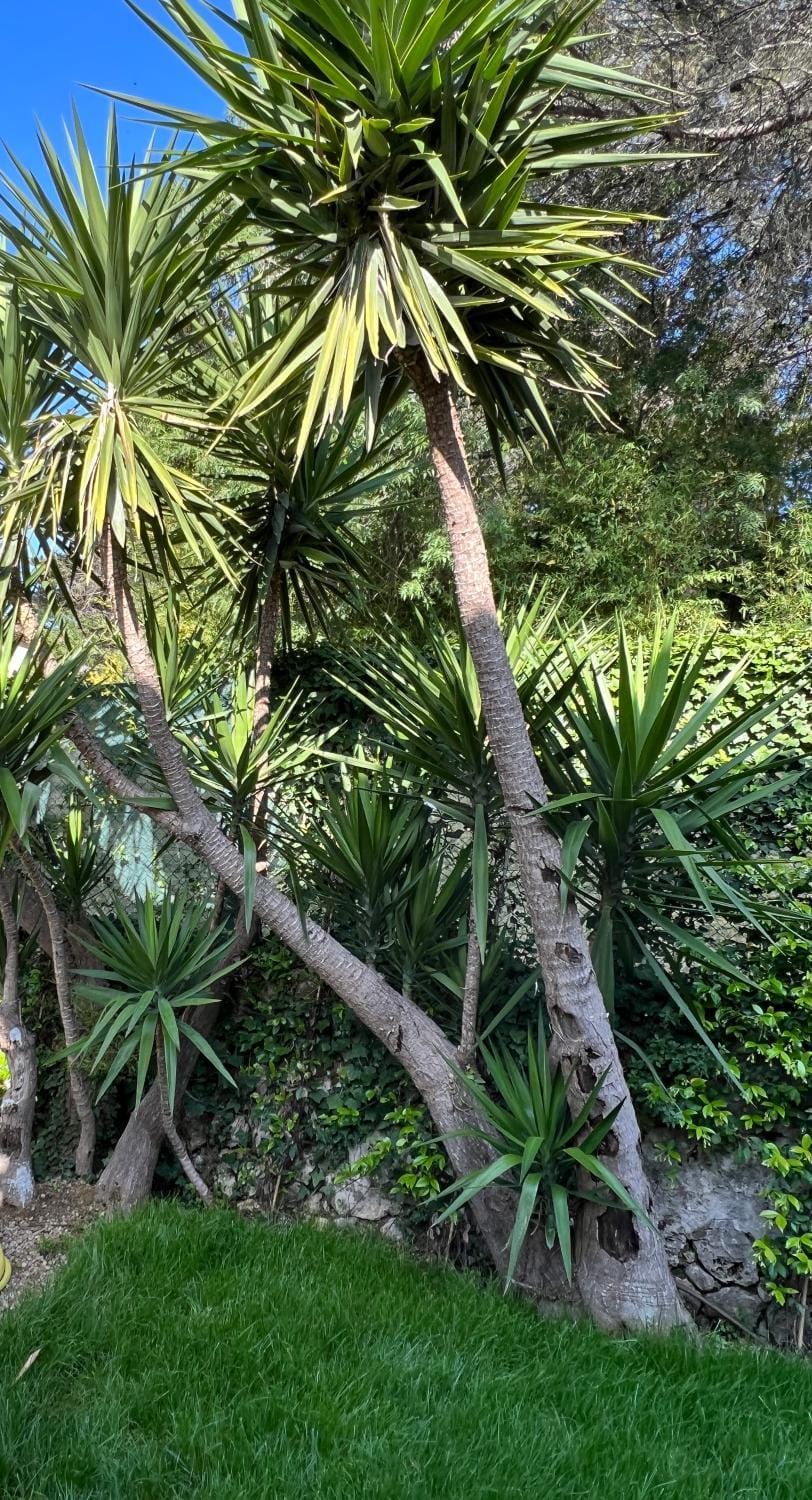 Natural landscape, Garden, Garden view