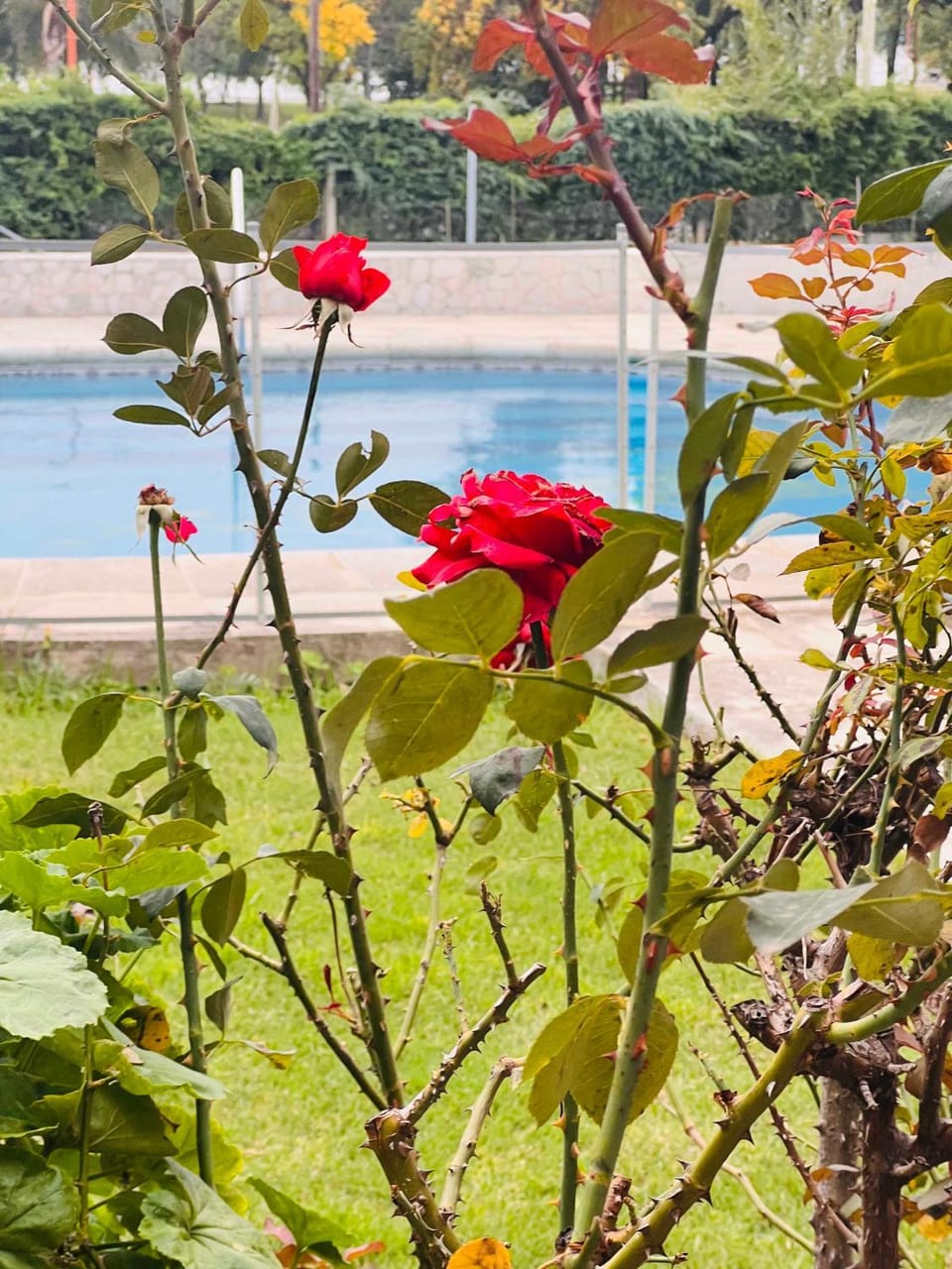 Natural landscape, Garden view, Swimming pool
