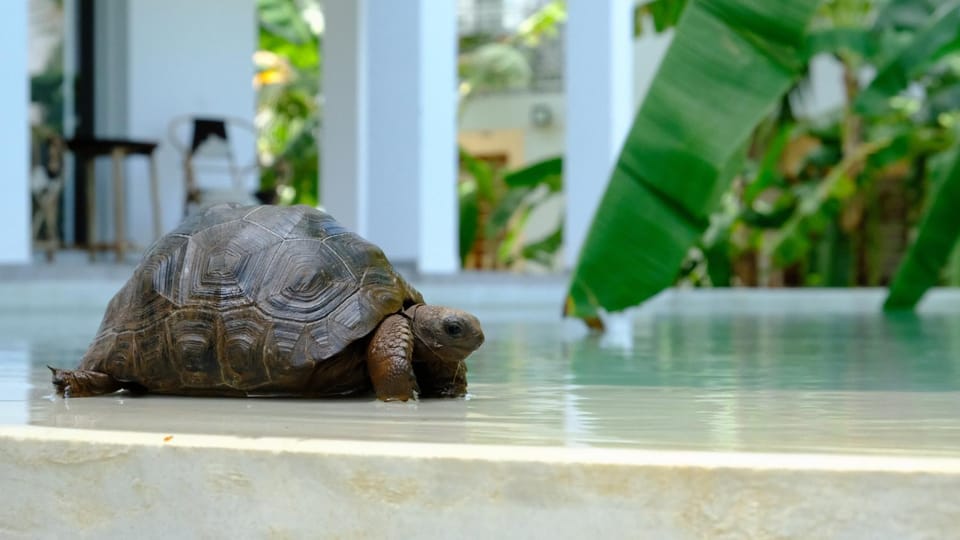 Animals, Swimming pool