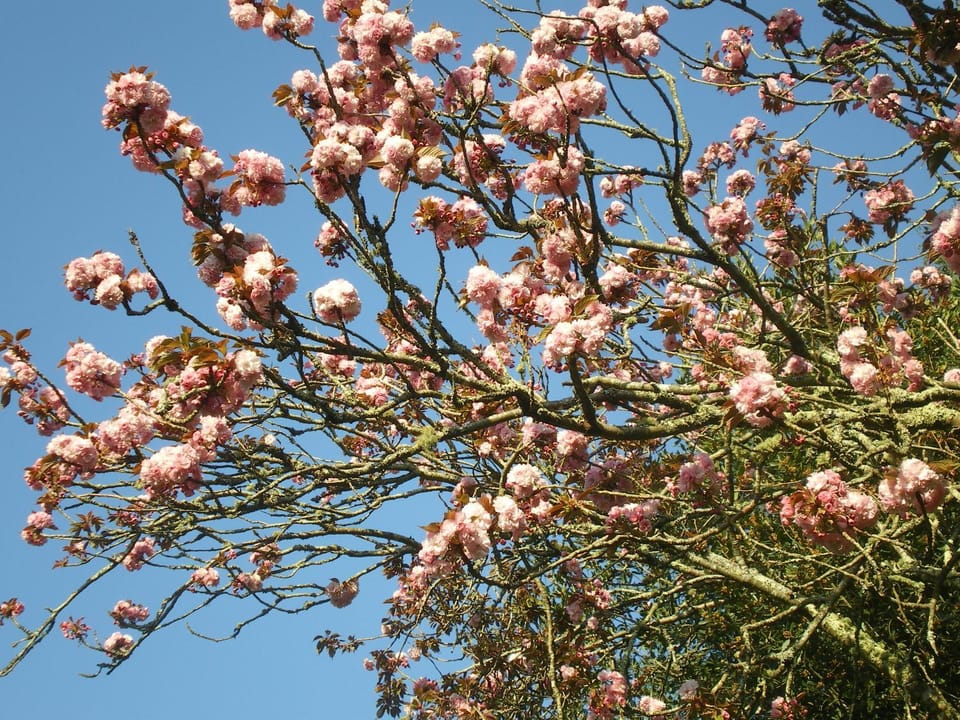 Spring, Garden view