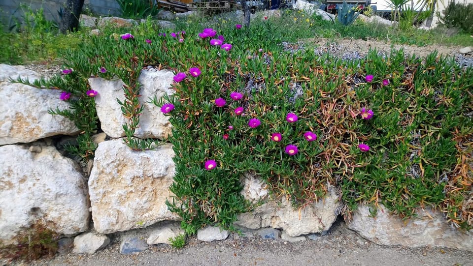 Spring, Garden, Garden view