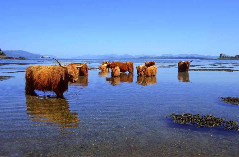 Animals