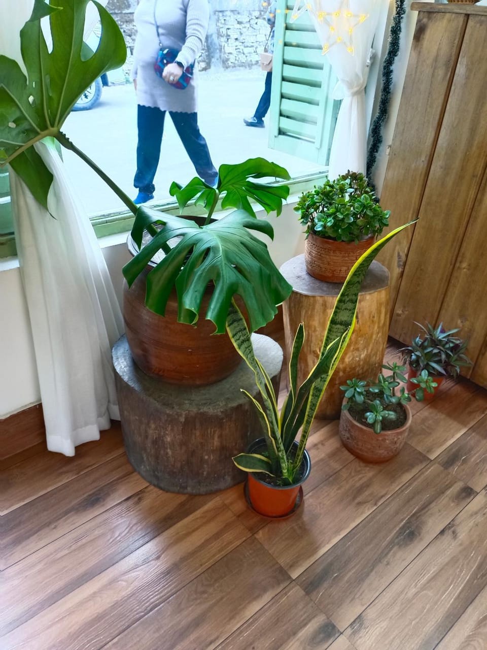 Garden, Lobby or reception