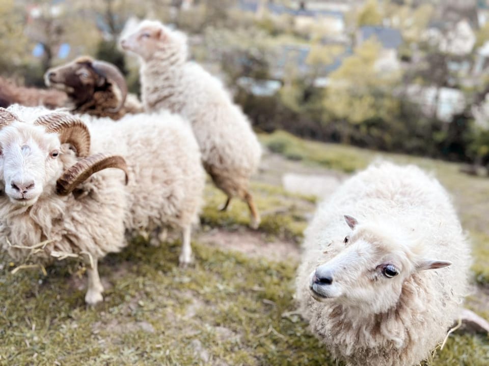 Day, Garden, Animals, Pets