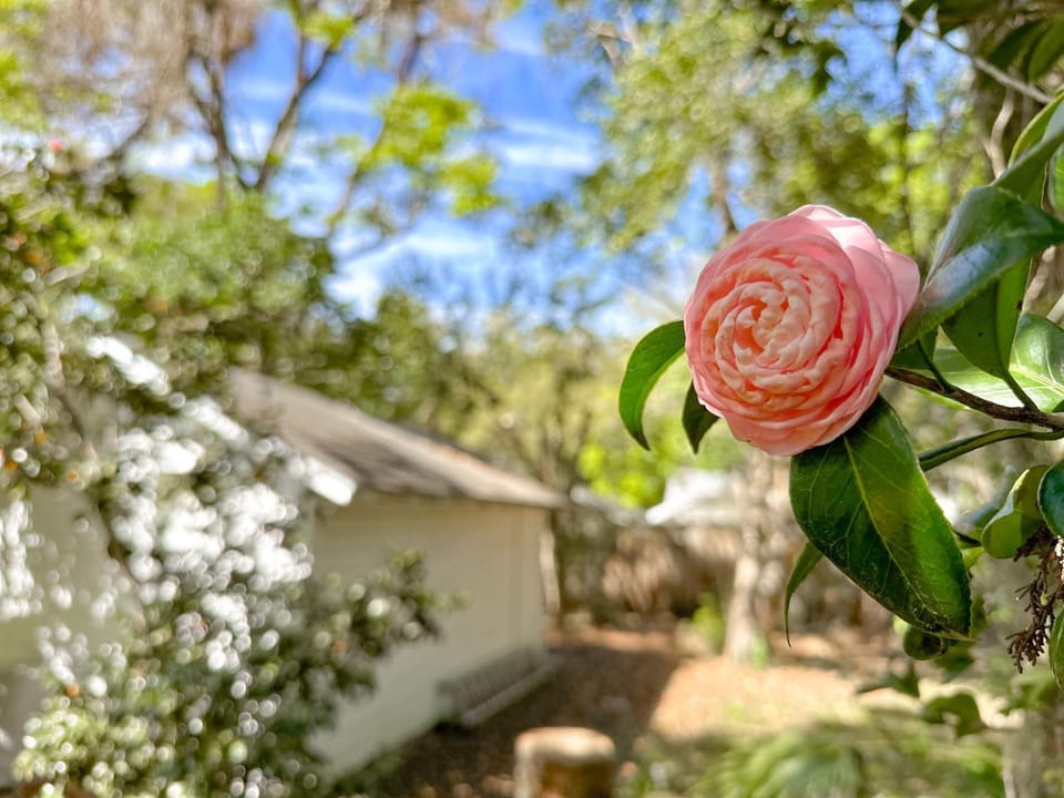 Garden, Garden view