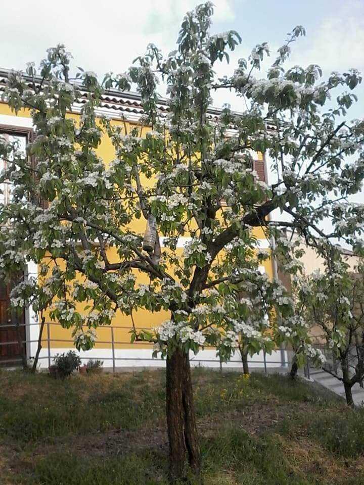 B&B Villa Rosina Bed and Breakfast in Basilicata