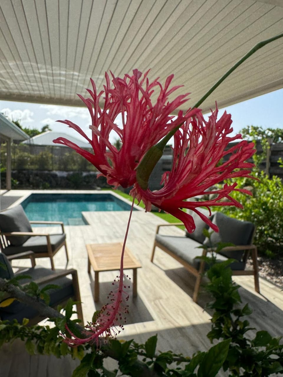 Patio, Day, Garden, Garden view, Pool view, Swimming pool, sunbed