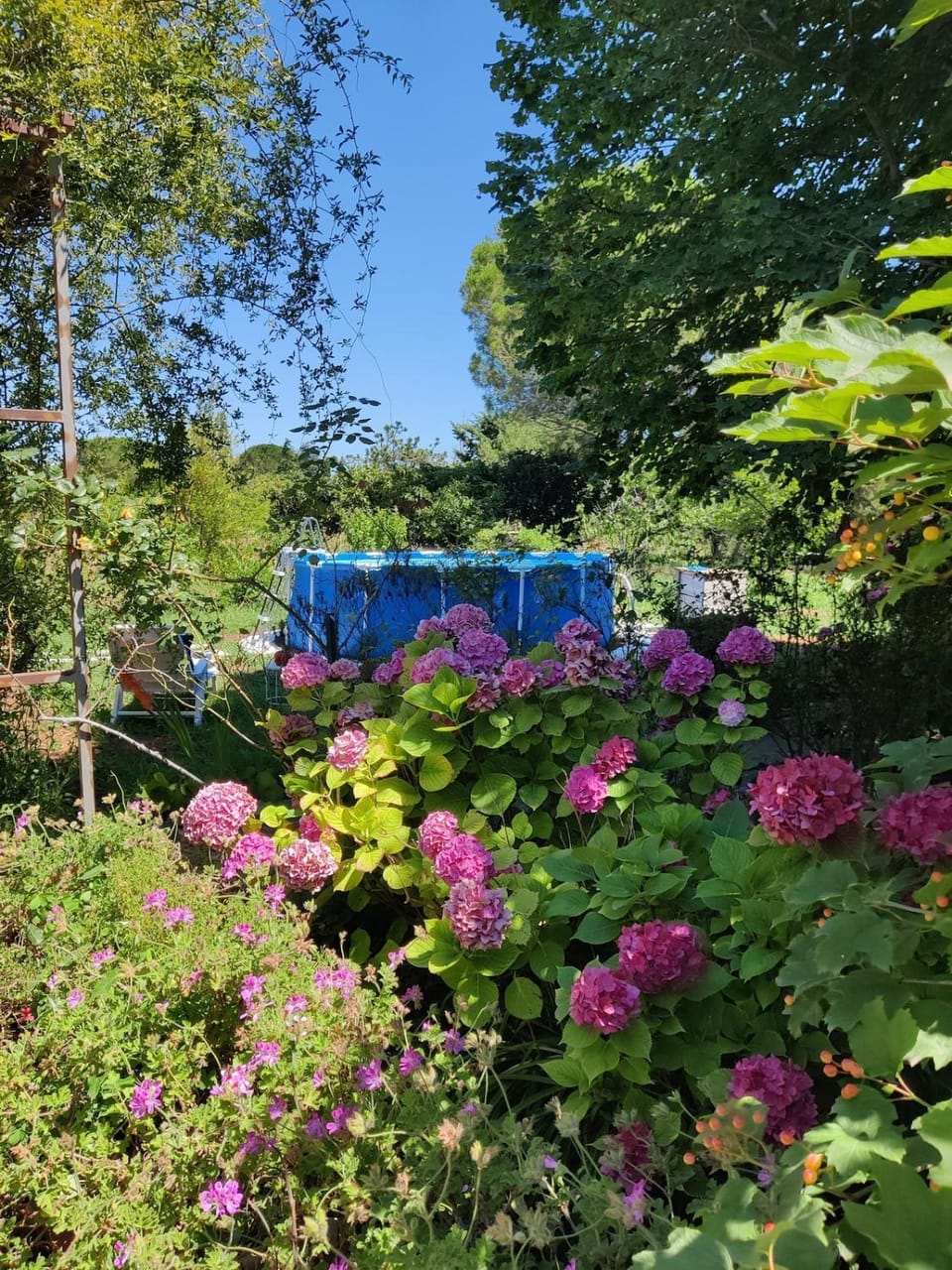 Summer, Garden, Swimming pool