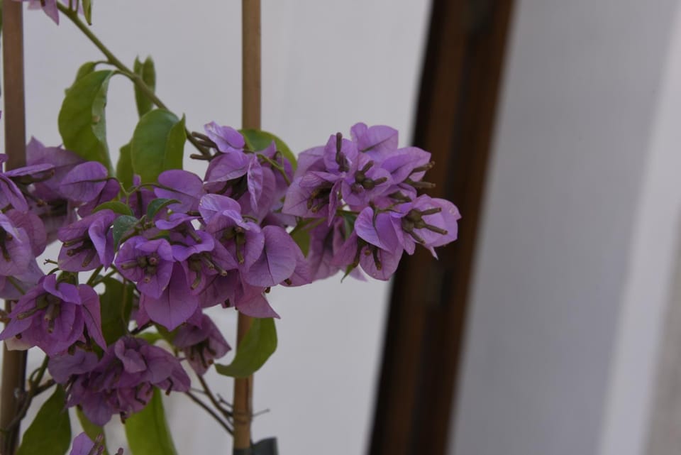 Casa Alexina Bed and Breakfast in Province of Foggia