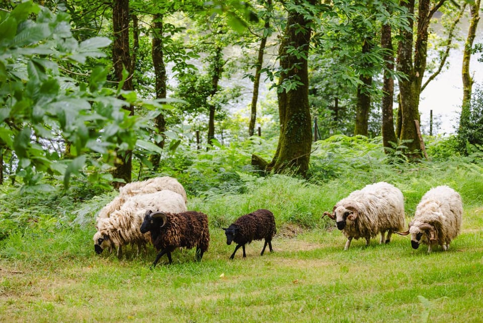 KOADOu Nature lodge in Brittany