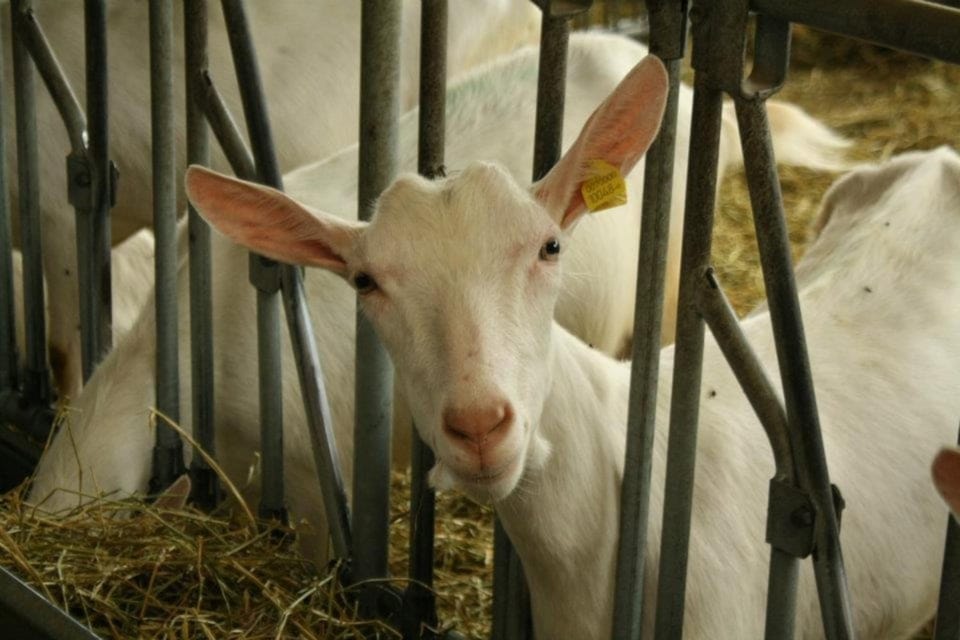 Agriturismo Les Ecureuils Farm Stay in Aosta Valley, Italy