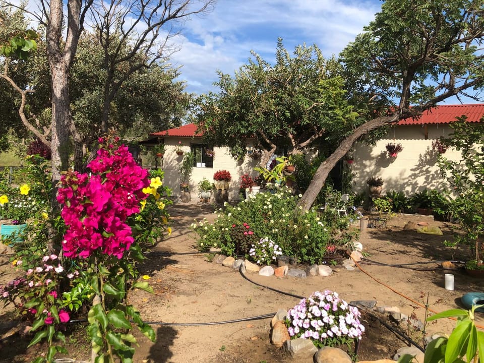 Garden view