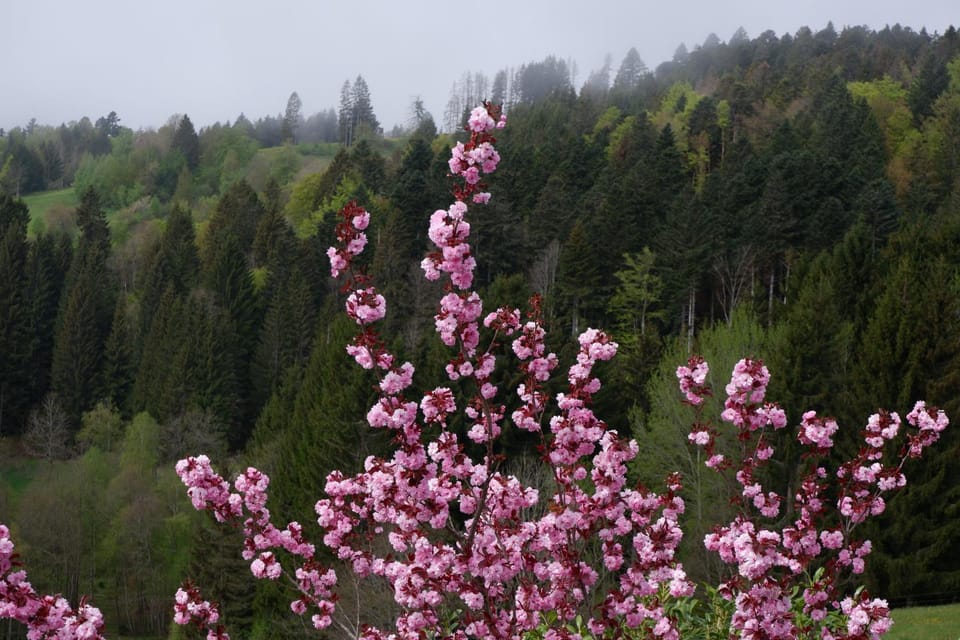 Natural landscape, Garden