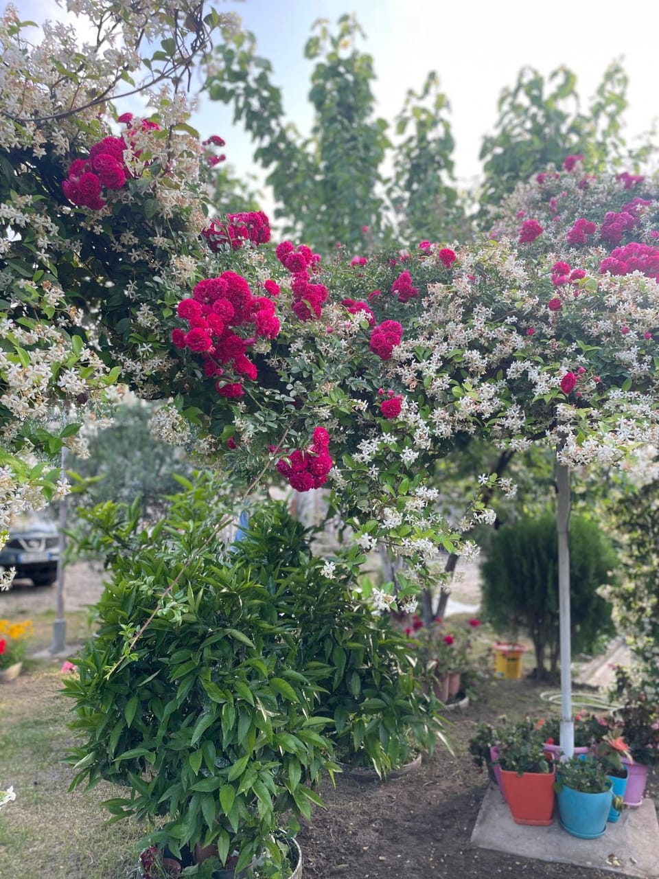Guest House Miracle Garden Villa in Vlorë