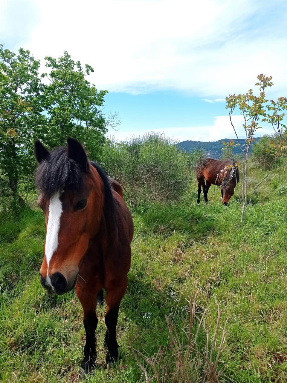 Day, Animals
