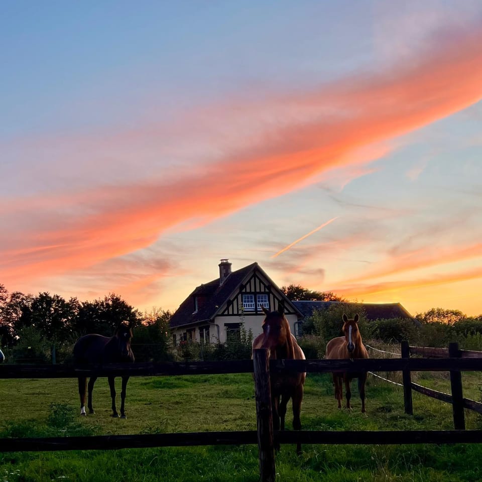 Natural landscape, Animals, Sunset
