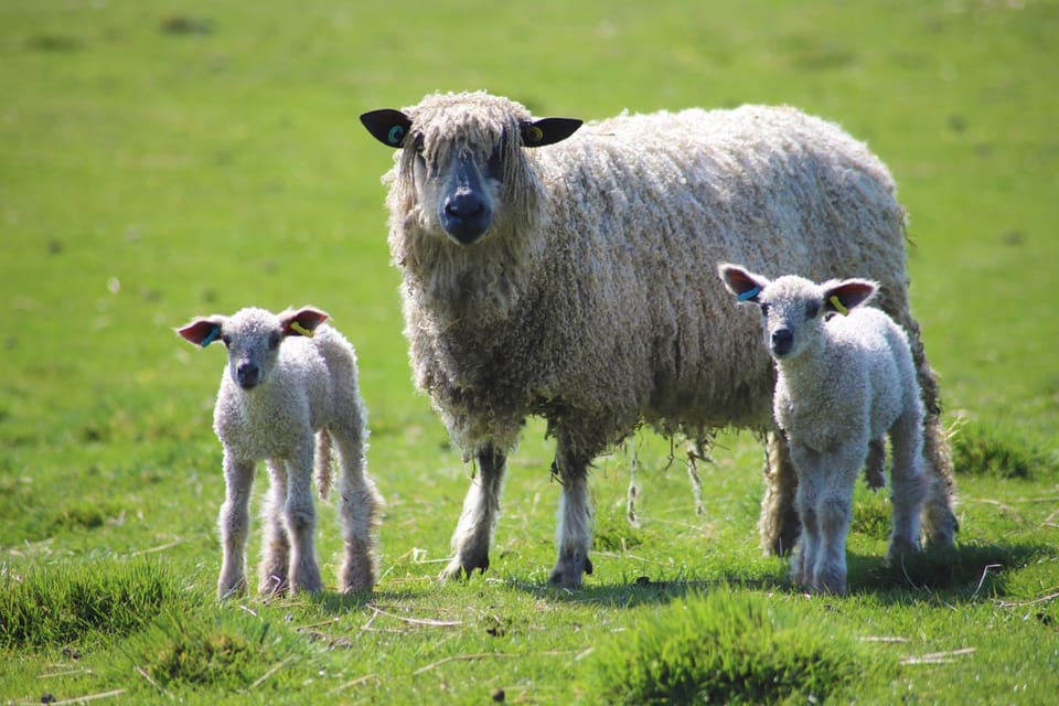 Animals