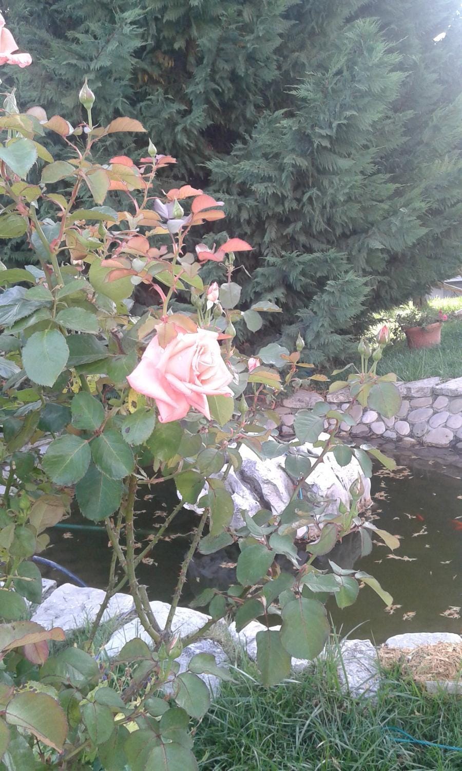 Garden, TV and multimedia