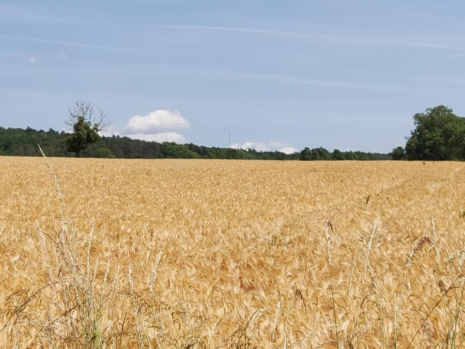 La roulotte de Mouni Nature lodge in Wallonia, Belgium