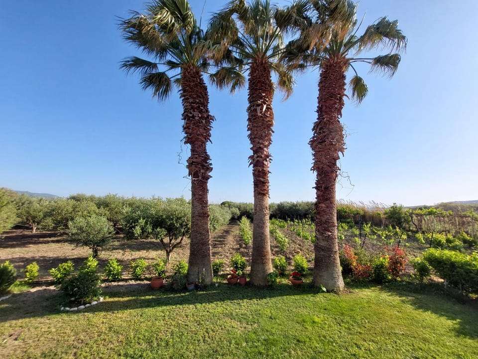 The Three Palms Samos Seaside Villa Villa in Samos, Greece