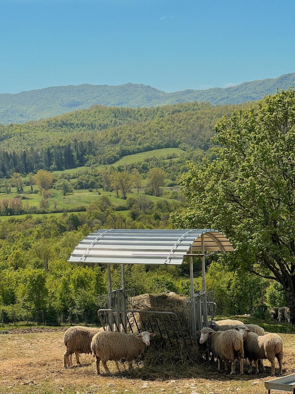 Day, Natural landscape, Animals, Mountain view