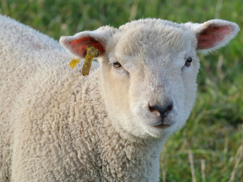 Charmant gîte familial avec jardin et Wifi, animaux admis - FR-1-622-77 House in Pays de la Loire
